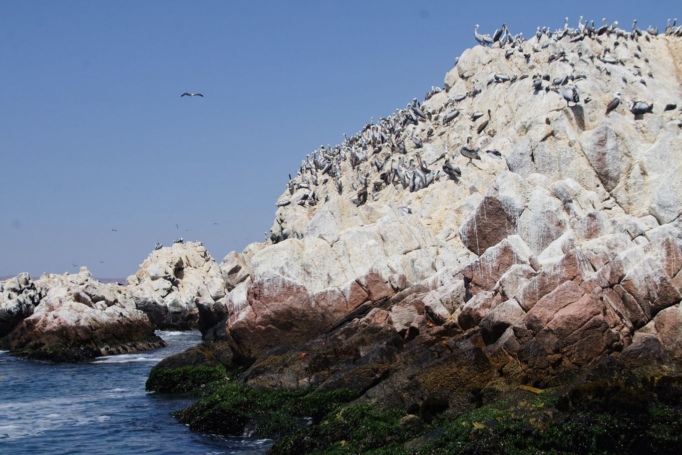 Bucea con los lobos marinos en isla blanca, paracas – yate privado