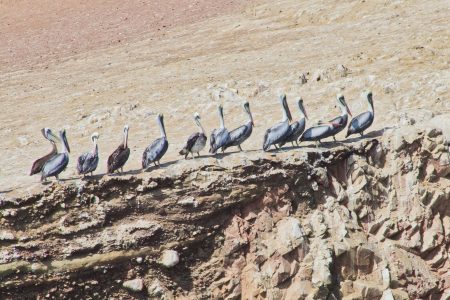 Full Day To Ballestas Islands + Guided Bike Tour To Paracas National Reserve From Paracas.